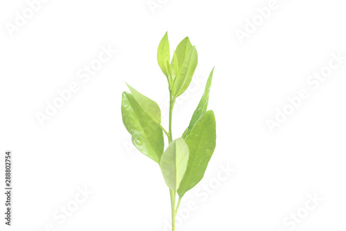 Young Plant Growing on white background