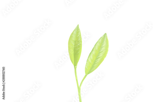 Young Plant Growing on white background © denphumi