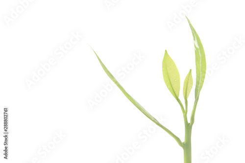 Young Plant Growing on white background