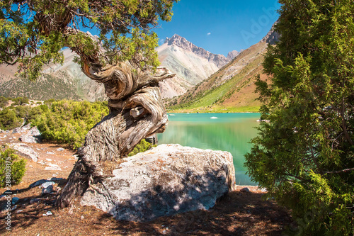 Canvas Print Archa tree on shore of turquoise Kulikalon lake in Fann mountains, Pamir Alay, T