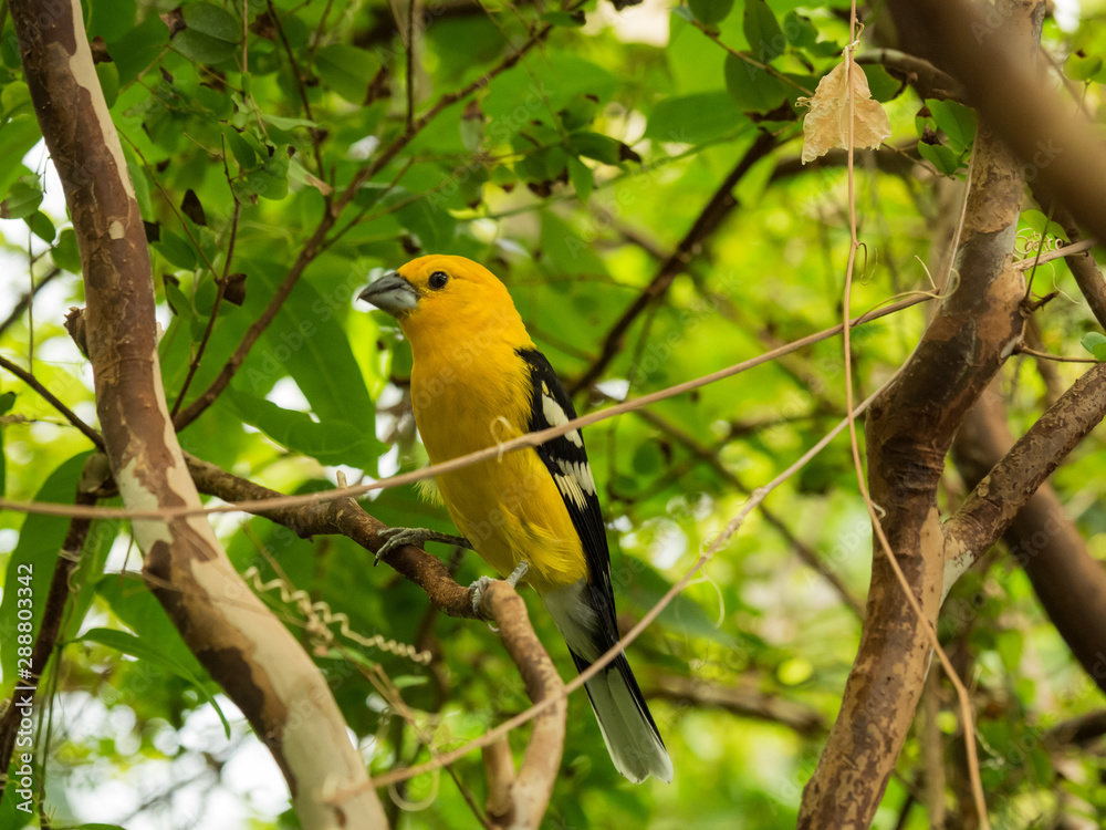 Yellow Grosbeak, small yellow bird with black wings on a branch in a tree with green foliage.