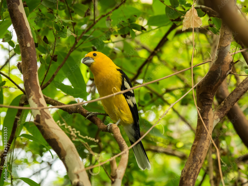 Fototapeta premium Yellow Grosbeak, small yellow bird with black wings on a branch in a tree with green foliage.