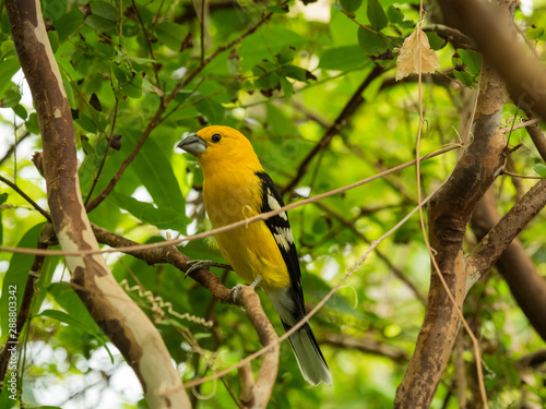 Yellow Grosbeak  small yellow bird with black wings on a branch in a tree with green foliage.