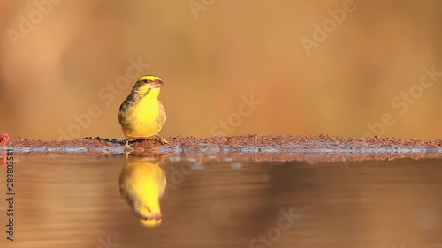 A view from a sunken photographic Mhkombe hide in the Zimanga Private game reserve on a summer day of birds feeding and drinking like this yellow fronted canary photo