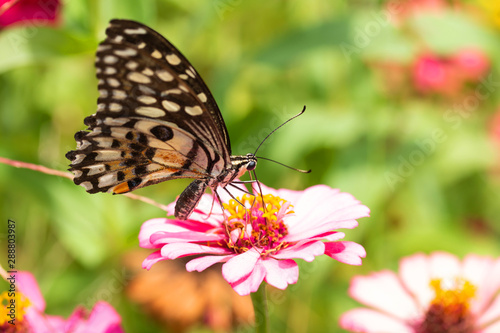 Beautiful butterfly Sucking nectar from pollen In the flower garden © sakdinon