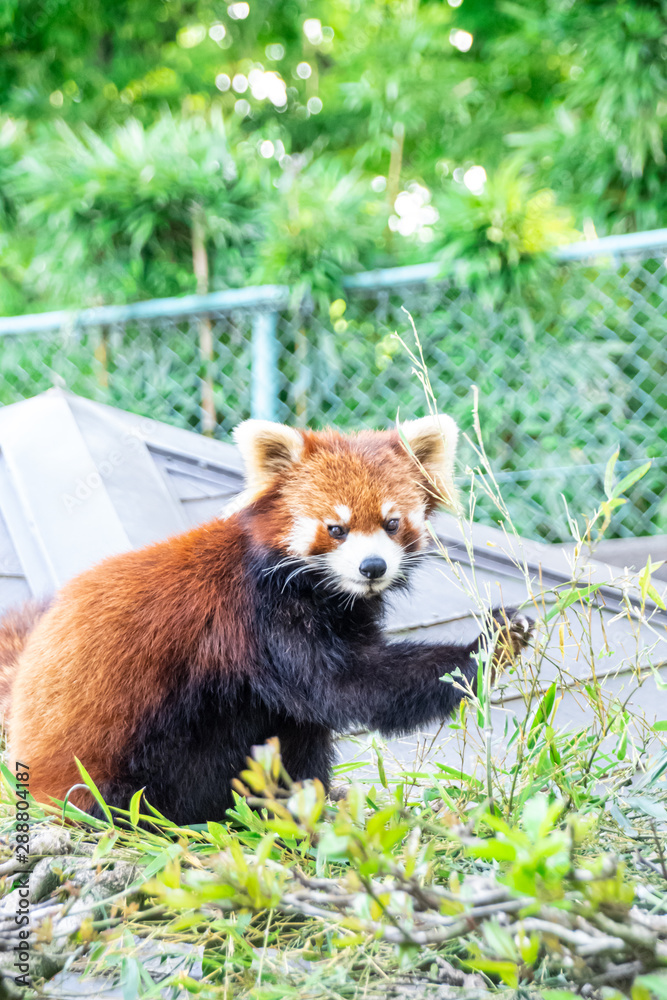 Fototapeta premium A lesser panda ( red panda) eating bamboo grasses