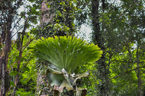Platycerium ferns plant staghorn or elkhorn fern growing on bark tree photo