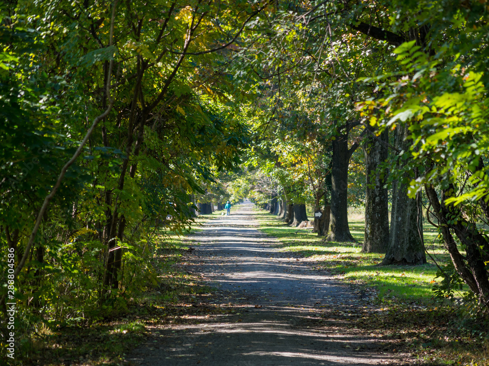 Bike Path Through Park and Forest in Summer Bike Path Through Park and Forest in Summer