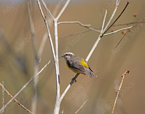 Cambacica (Coereba flaveola) photo