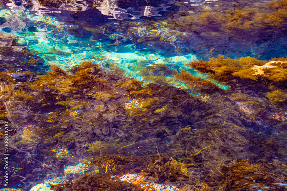 Obraz premium The clear sea surface and the sea weeds 