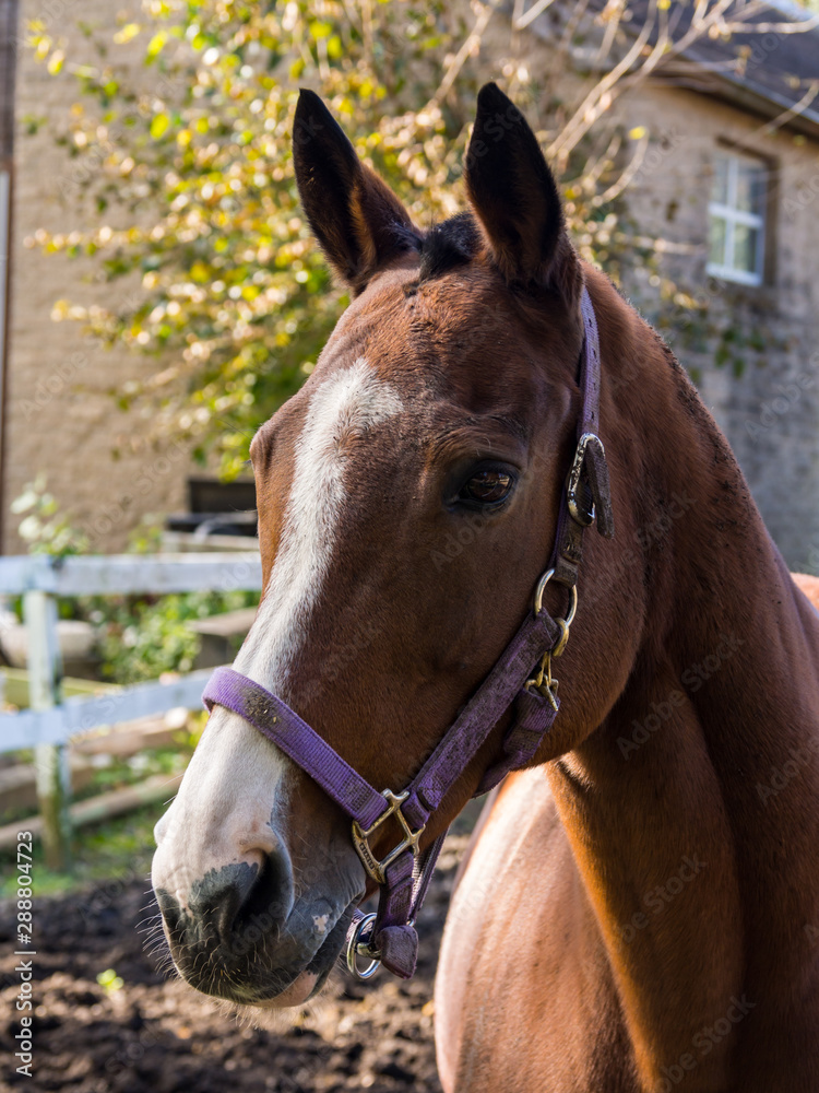 Obraz premium Side Profile of Brown Horse, Close Up Portrait