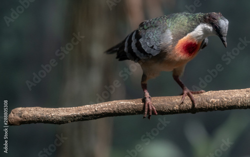 Deep Red, Orange and Blue Plumage on a Bleeding Heart Dove on a Branch © dan
