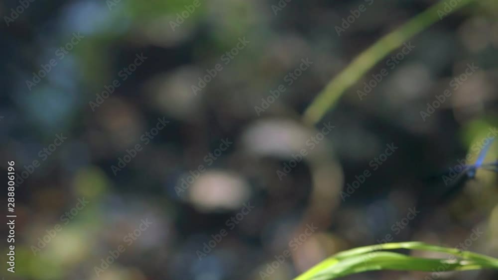 Close up of a blue dragonfly perched on reed, Ebony Jewelwing (Calopteryx maculata) flying away in slowmotion. Macro of colorful damselfly Close up of a blue dragonfly perched on reed, Ebony Jewelwing (Calopteryx maculata) flying away in slowmotion. Macro of colorful damselfly