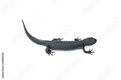 Black Triton lizard isolated on white background.