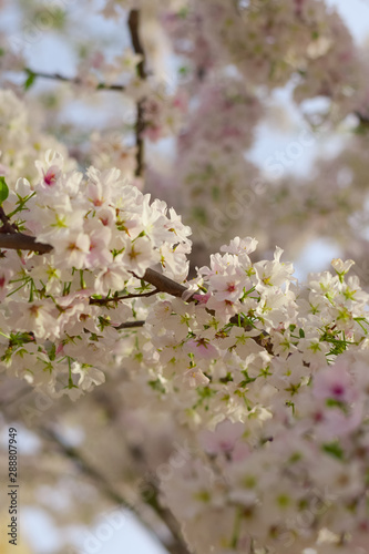 Blossoming Leaves on a Tree