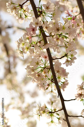 Blossoming Leaves on a Tree