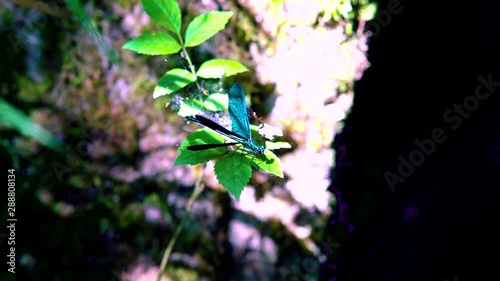 Close up of a blue dragonfly perched on reed, Ebony Jewelwing (Calopteryx maculata) spreads wings in slowmotion. Macro of colorful damselfly photo