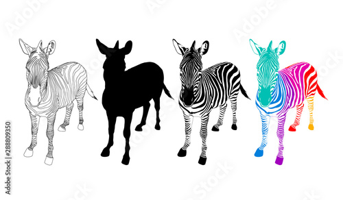 Zebra symbol icon of 4 style. Color  black and white and outline. Wild animal texture. Vector illustration isolated on white background.