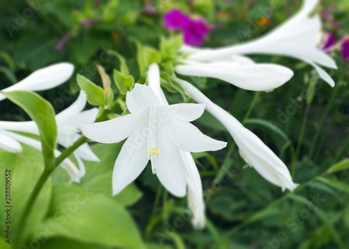 Ornamental plant for the host garden. A white lily blossomed on a bush. Beautiful white flower close-up. Gardening..