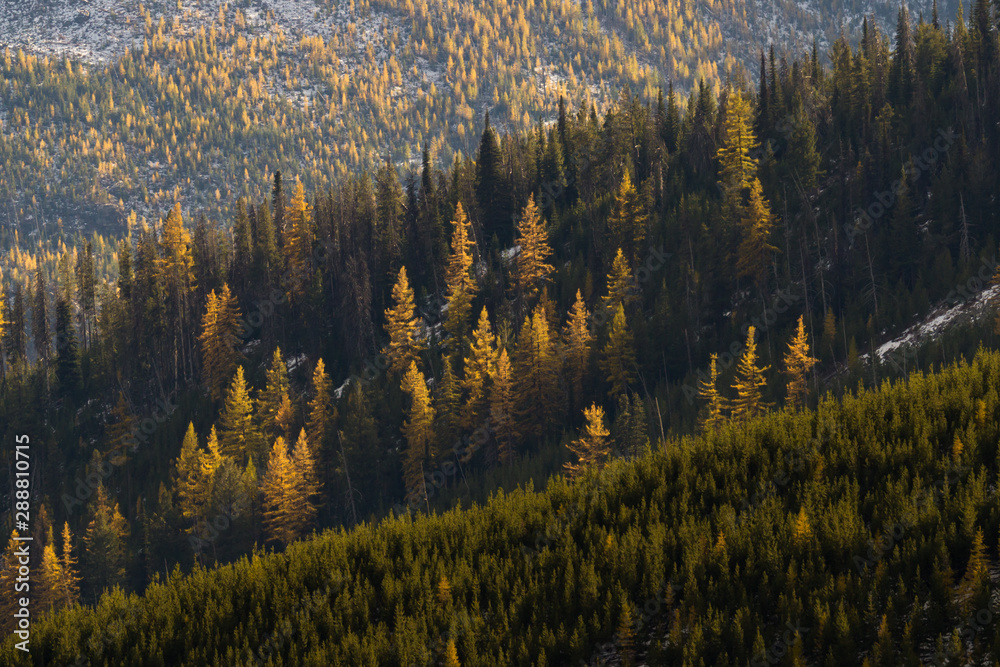 © Sean - Western Larch (tamarack) trees cover the hillside in eastern washington state in the colville national forest