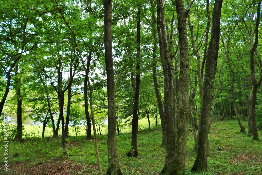 森 夏 風景 杤木 森 夏 風景 杤木