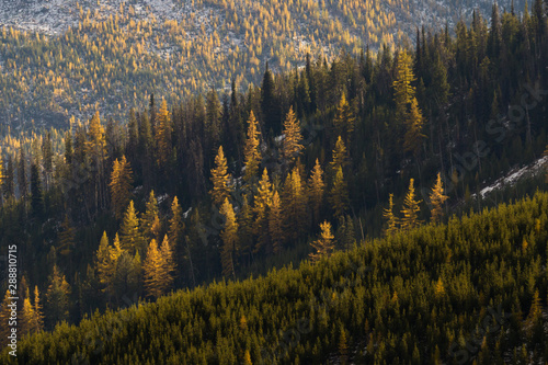 Western Larch (tamarack) trees cover the hillside in eastern washington state in the colville national forest