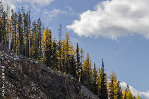 Cloudy sky near a hillside covered in western larch (tamarack) trees in the autumn season of colville national forest, washington