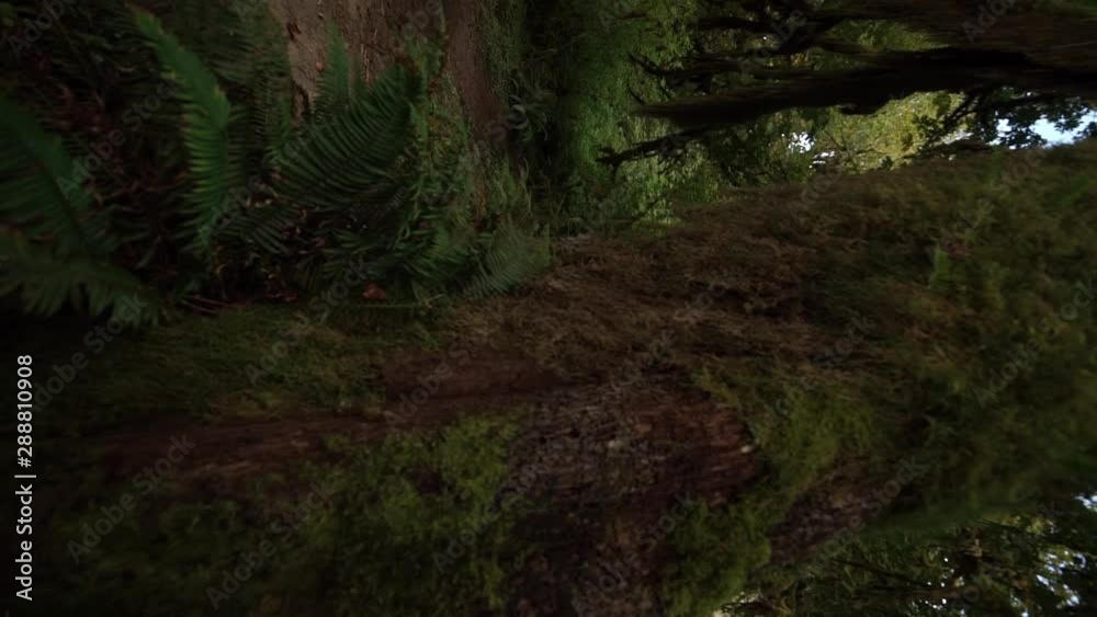 FPV looking at the trunk of a moss covered western cedar tree moving up to the rain forest canopy, vertical FPV looking at the trunk of a moss covered western cedar tree moving up to the rain forest canopy, vertical