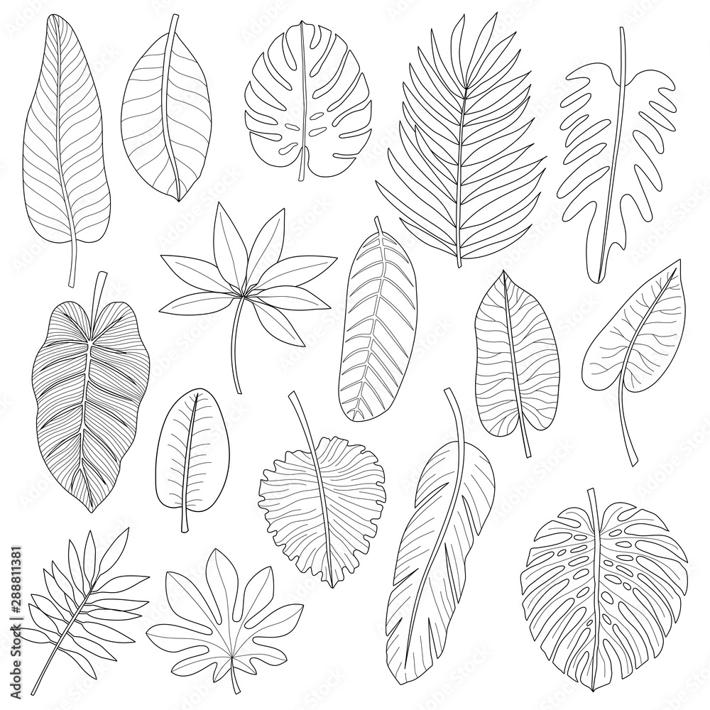 Leaves of tropical plants. Black outline set - obrazy, fototapety, plakaty 