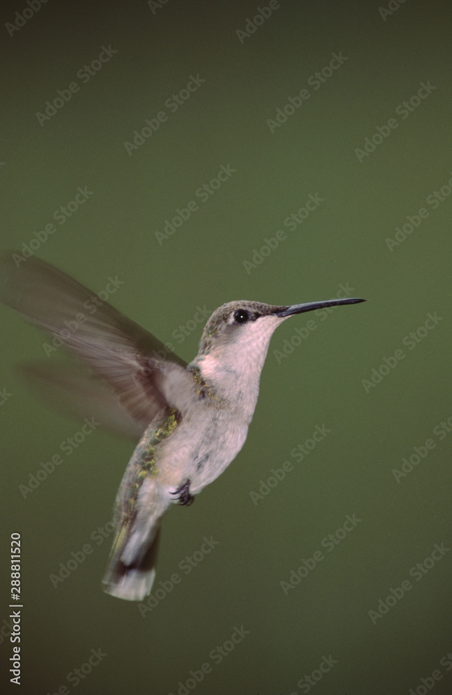 Fototapeta premium Ruby-Throated Hummingbird (Archilochus Colubris)