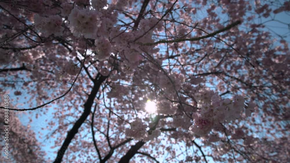 Spring Cherry Blossoms Sun Flare dolly shot 4K. UHD. Dolly shot of cherry blossoms and sunshine in the Spring. 4K. UHD. Spring Cherry Blossoms Sun Flare dolly shot 4K. UHD. Dolly shot of cherry blossoms and sunshine in the Spring. 4K. UHD.
