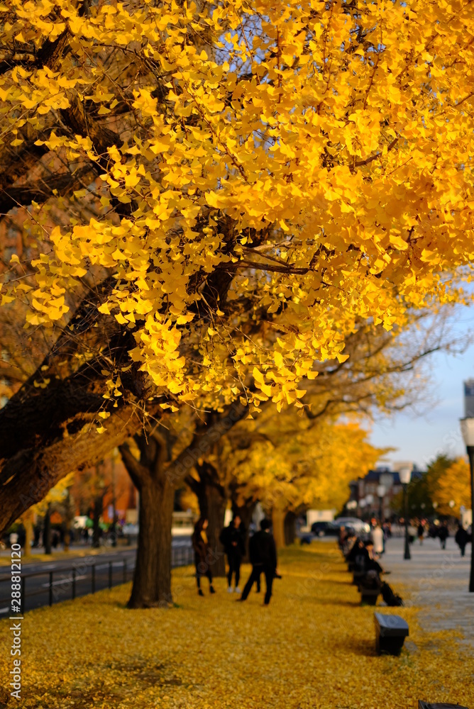 Naklejka premium 東京駅 イチョウの木 日本の秋 もみじ Japanese Autumn leaves 東京の紅葉