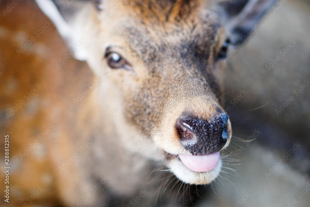 Fototapeta premium Close up of funny expression deer.