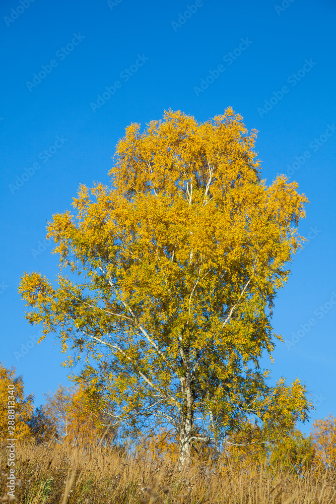 Yellow birch against the blue sky, autumn colorful view Yellow birch against the blue sky, autumn colorful view