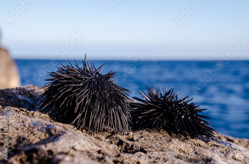 Sea Urchin photo