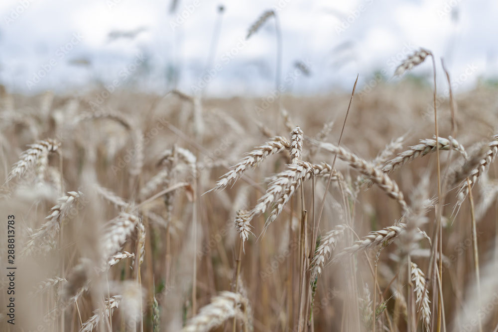 Fototapeta premium Wheat