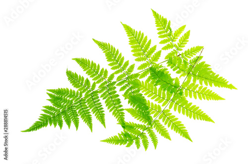 Green leaf of fern on white background.
