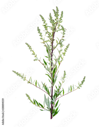 Artemisia absinthium with leaves isolated on white background