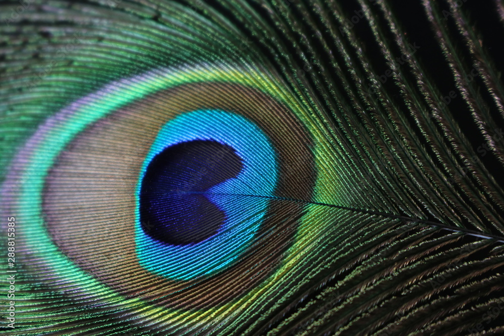 Obraz premium El ojo