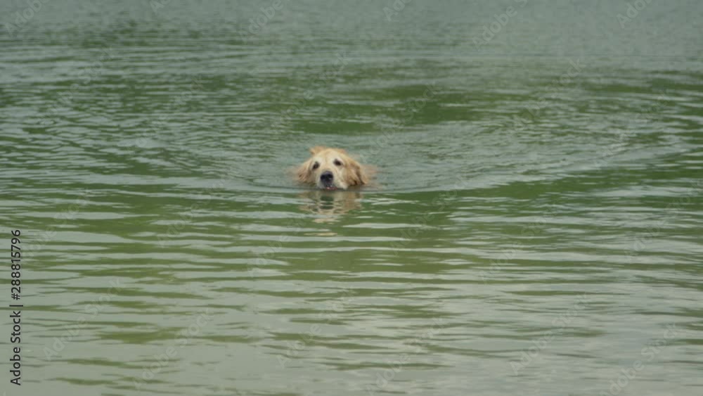 Wet dog playing in the lake slow motion Wet dog playing in the lake slow motion