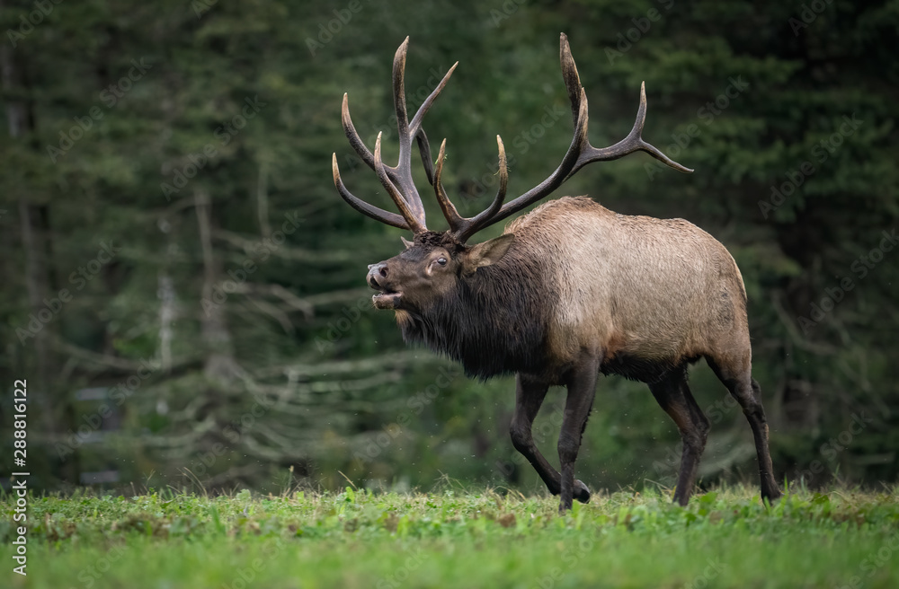 Fototapeta premium Bull Elk
