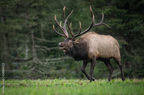 Bull Elk 