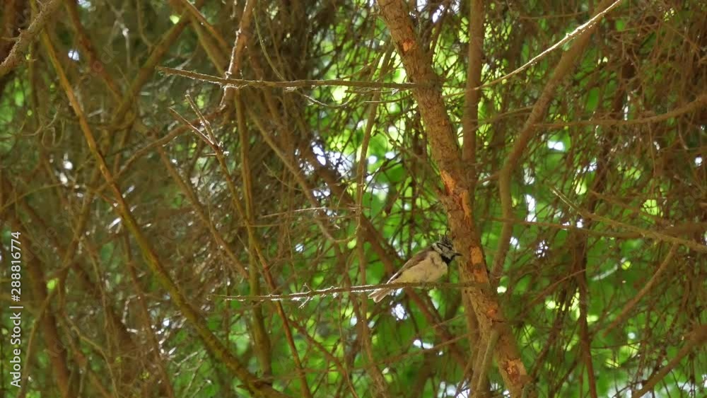 Tufted titmouse sits on a branch and flies away. Tufted titmouse sits on a branch and flies away.