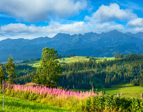 Summer mountain country view © wildman
