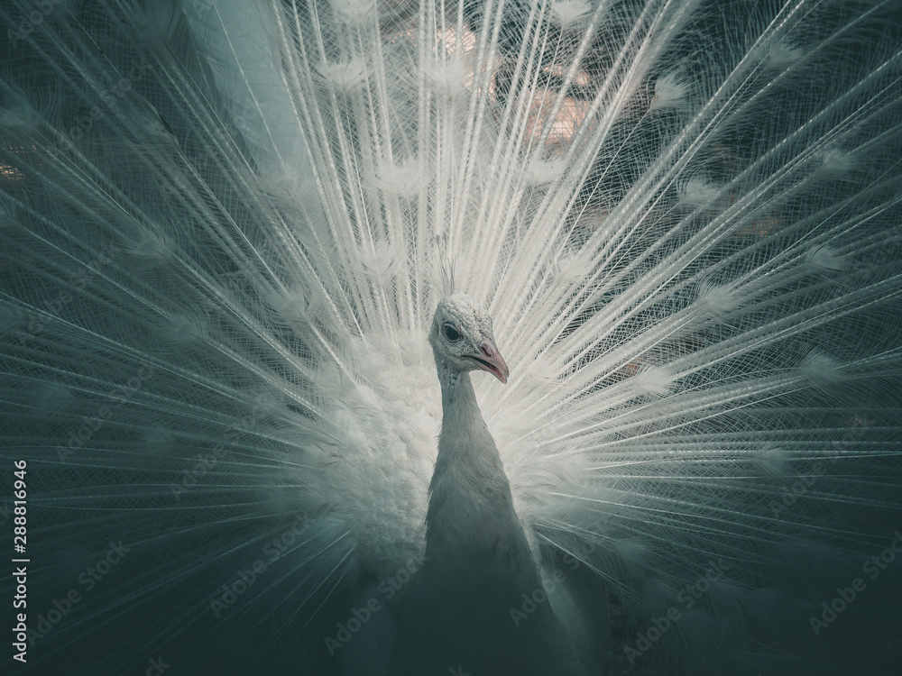 Obraz premium Beautiful white peacock with loose tail in natural environment. Albino peacock. Close up. Creative processing.