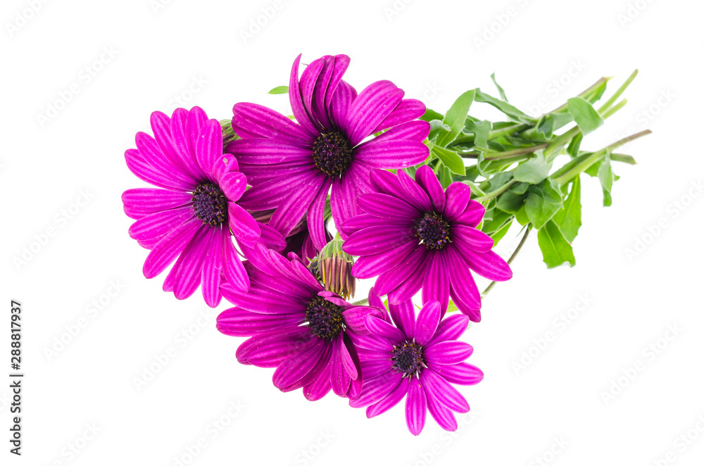 Bouquet of garden flowers of dark pink color