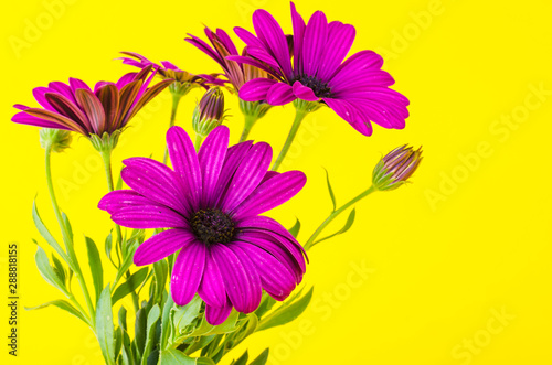 Bouquet of garden flowers of dark pink color