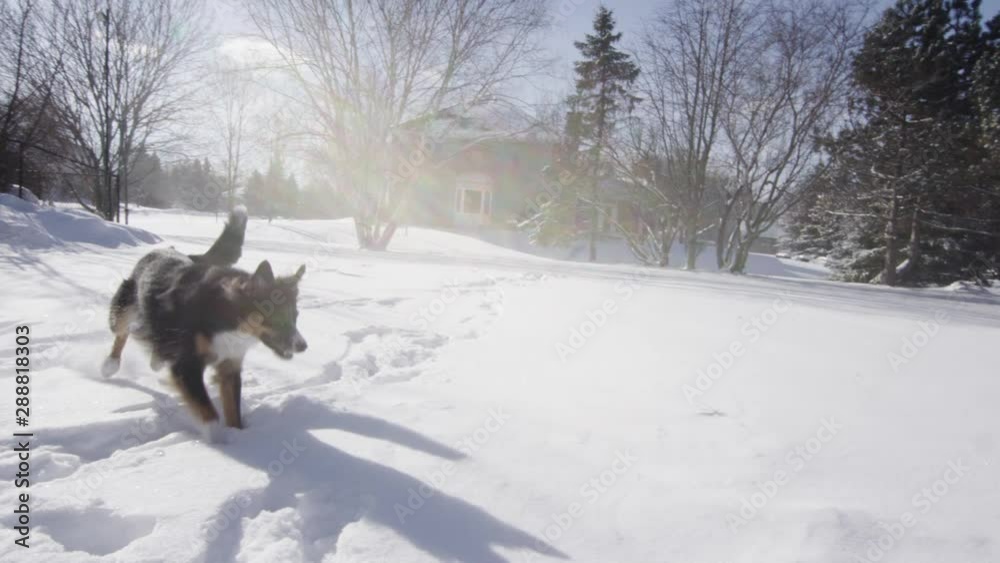 Slow motion shepherd dog with ball in the snow winter animal Slow motion shepherd dog with ball in the snow winter animal