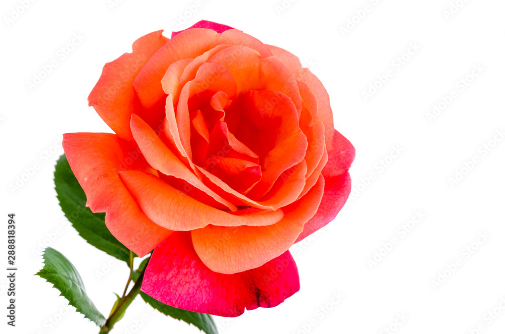 Pink rose head close-up on white background Pink rose head close-up on white background