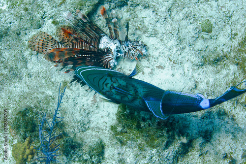 A beautiful Queen Triggerfish feasts on the carcass of an invasive Lionfish in the crystal clear waters of the Turks and Caicos islands.  photo